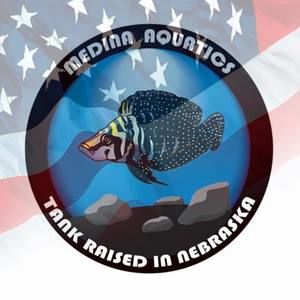 Meet your Posher, Damon